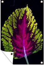 Affiche de jardin feuille de coleus sur fond noir toile en vrac 40x60 cm - petit - toile de jardin / toile d'extérieur / Peintures pour l'extérieur (décoration de jardin)