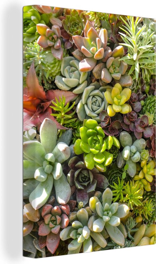 Canvas Schilderij Kleine vetplanten met verschillende kleuren - 60x90 cm - Wanddecoratie