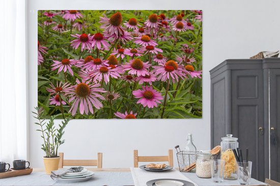 Peintures sur toile - Fleurs d'échinacée colorées dans un environnement verdoyant - 150x100 cm - Décoration murale