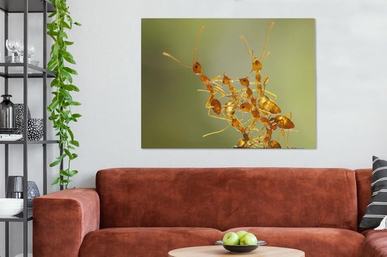 Toile Peinture Fourmis - Oranje - Animaux - 120x90 cm - Décoration murale