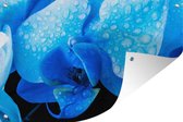Muurdecoratie Close-up van een blauwe orchidee met waterdruppels - 180x120 cm - Tuinposter - Tuindoek - Buitenposter