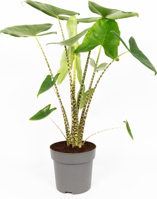 Kamerplant Alocasia Zebrina - Olifantsoor - XL Plant - +/- 100cm hoog - 24cm diameter