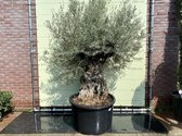 Olea Europea - Olijfboom bonsai stamomvang 100 - 120 cm