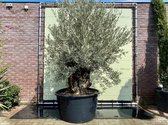 Olea Europea - Olijfboom bonsai stamomvang 120 - 140 cm