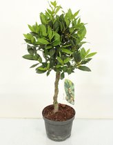 Kamerplant van Botanicly – Laurier – Hoogte: 70 cm – Laurus Nobilis