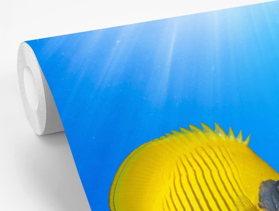 Papier peint Papier peint photo en vinyle - Un papillon corail jaune à côté d'un corail mou joliment coloré dans la mer Rouge largeur 390 cm x hauteur 260 cm - Tirage photo sur papier peint (disponible en 7 tailles)