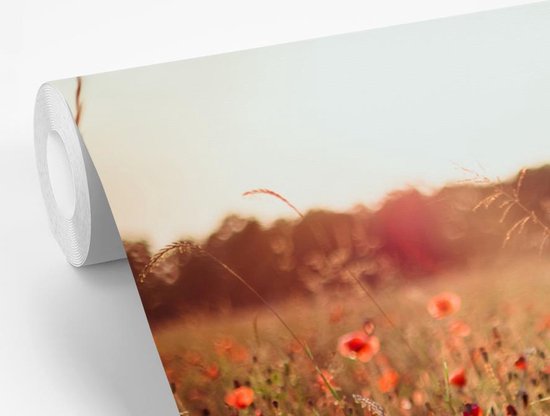 Papier peint photo vinyle - Champ d'herbes hautes et coquelicots au coucher du soleil largeur 600 cm x hauteur 400 cm - Tirage photo sur papier peint (disponible en 7 tailles)