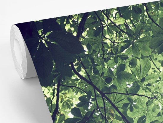 Papier peint Papier peint photo en vinyle - Branches au soleil largeur 360 cm x hauteur 240 cm - Tirage photo sur papier peint (disponible en 7 tailles)