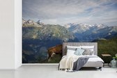 Behang - Fotobehang Koe op de bergweide in het Nationaal park Hohe Tauern in Oostenrijk - Breedte 360 cm x hoogte 240 cm