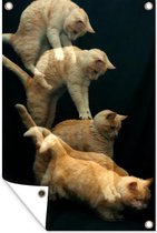 Poster jardin chat bondissant toile en vrac 80x120 cm - Toile de jardin / Toile d'extérieur / Peintures pour l'extérieur (décoration de jardin)