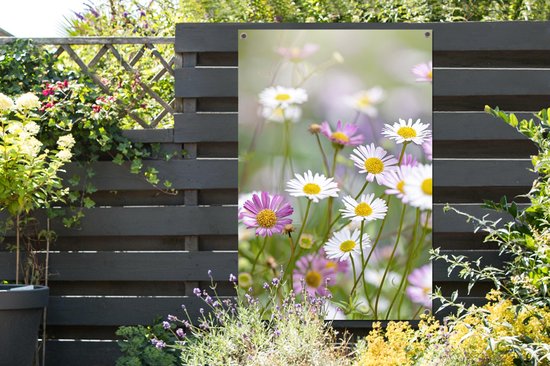 Gros plan de marguerites 80x120 cm