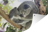 Tuin decoratie Koala's - Knuffel - Dieren - Kinderen - Jongens - Meisjes - 40x30 cm - Tuindoek - Buitenposter
