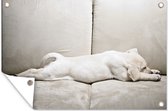 Tuindecoratie Labrador puppy op bank - 60x40 cm - Tuinposter - Tuindoek - Buitenposter