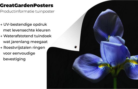 Décoration de jardin Iris pour fond noir - 60x40 cm - Affiche de jardin - Toile de jardin