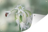 Tuindecoratie Close-up lieveheersbeestje op witte bloem - 60x40 cm - Tuinposter - Tuindoek - Buitenposter