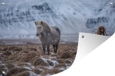 Muurdecoratie IJsland - Paarden - Sneeuw - 180x120 cm - Tuinposter - Tuindoek - Buitenposter
