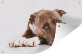 Tuindecoratie Liggende hond fotoprint - 60x40 cm - Tuinposter - Tuindoek - Buitenposter