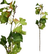 PTMD  leaves plant groen ginkgo leaves tak