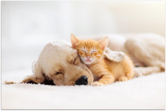 Poster – Slappende Pup + Kitten - 90x60cm Foto op Posterpapier