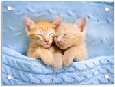 Tuinposter – Slapende Oranje Kittens onder Blauw Dekentje - 40x30cm Foto op Tuinposter  (wanddecoratie voor buiten en binnen)