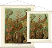 Sabella - Chaetopoda (Kunstformen der Natur), Ernst Haeckel - Foto op Textielposter - 45 x 60 cm