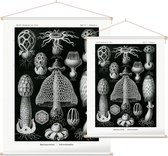 Dictyophora - Basimycetes (Kunstformen der Natur), Ernst Haeckel - Foto op Textielposter - 120 x 160 cm