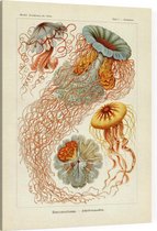 Desmonema - Discomedusae (Kunstformen der Natur), Ernst Haeckel - Foto op Canvas - 75 x 100 cm