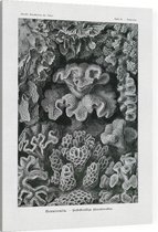 Turbinaria - Hexacoralla (Kunstformen der Natur), Ernst Haeckel - Foto op Canvas - 45 x 60 cm