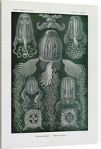 Charybdea - Cuhomedusae (Kunstformen der Natur), Ernst Haeckel - Foto op Canvas - 45 x 60 cm