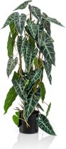 Kunstplant Alocasia op stam 75 cm