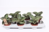 Bomen van Botanicly – 4 × Vrouwentongen – Hoogte: 15 cm – Sansevieria