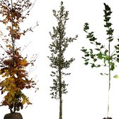 Bomenpakket grote tuin - 3 stuks | Omtrek: 6-10 cm | Hoogte: 250 cm