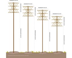 Leiplataan - Platanus hispanica | Omtrek: 10-14 cm | Hoogte: 340 cm
