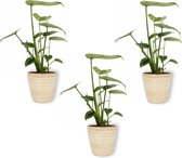 3x Kamerplant Monstera Deliciosa Tauerii – Gatenplant - ± 35cm hoog – 12 cm diameter  - in bamboe pot