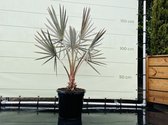 Palmboom - Bismarckia Nobilis