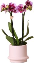 Kolibri Orchids | Roze paarse Phalaenopsis orchidee - El Salvador + Ring sierpot nude - potmaat Ø9cm - 40cm hoog | bloeiende kamerplant - vers van de kweker