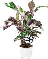 Calathea Fusion White | Pauwenplant