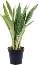 Kamerplant van Botanicly – Vrouwentongen – Hoogte: 55 cm – Sansevieria Trifasciata Metallica