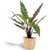 Alocasia Lauterbachiana Met mand - Olifantsoor - 80cm hoog , 19Ø - Kamerplant