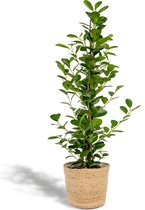 Ficus Microcarpa Moclame - Treurvijg - 95cm hoog, 21Ø - Kamerplant - Zonder mand