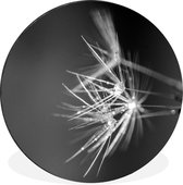Cercle mural - Cercle mural - Graines de pissenlit recouvertes de rosée précoce - Noir et blanc - Aluminium - Dibond - ⌀ 90 cm - Intérieur et extérieur