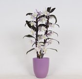 Orchideeën van Botanicly – 4 × Bamboe Orchidee – Hoogte: 45 cm, 2 takken – Dendrobium Make Upz Purple