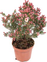 Bloem van Botanicly – Chamelaucium uncinatum Sarah's Delight – Hoogte: 25 cm