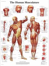 Het menselijk lichaam poster - Spieren poster (Engels, gelamineerd 50x67 cm)