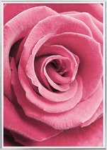 Poster Met Metaal Zilveren Lijst - Roze Roos Poster