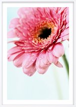 Poster Met Witte Lijst - Daisy Gerbera Flower Poster