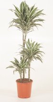 Kamerplant van Botanicly – Drakenboom – Hoogte: 95 cm – Dracaena derem. White Jewel