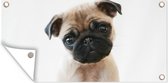Schuttingposter Hond - Huisdieren - Portret - 200x100 cm - Tuindoek
