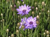 12x Blauwe strobloem (Catananche caerulea) - P9 pot (9x9)