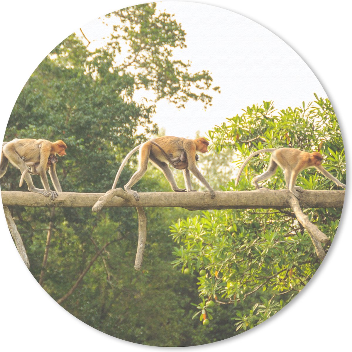 Muismat rond 40x40 cm - Mousepad Apen wandelend over tak - Ronde muismatten